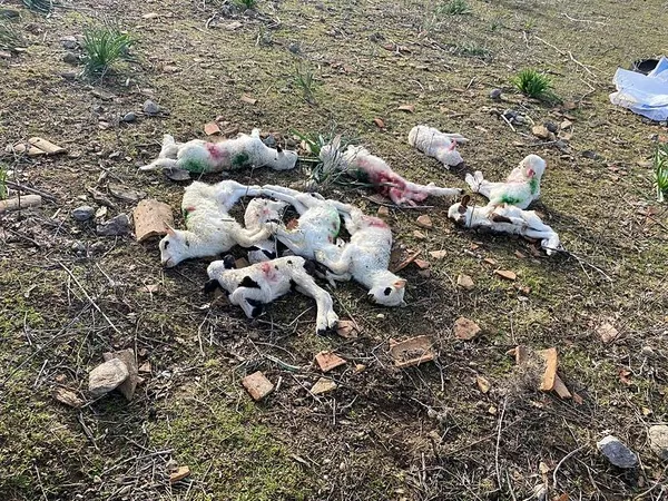 1707118515254.jpeg Çanakkale'de başıboş sokak köpeği dehşeti! Ağıla girdi dehşet saçtı: 10 kuzu telef oldu - 1