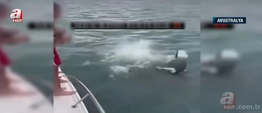 Katil balinaların üzerine balıklama atladı! Bedelini ağır ödedi 7