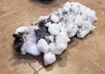 Soğuk havada donmuş kedi kurtarıldı