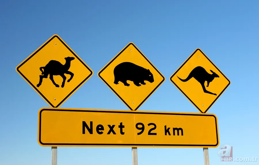 Avustralya deve katliamına atları da dahil etti! Avustralya'da develer neden öldürülecek? 4