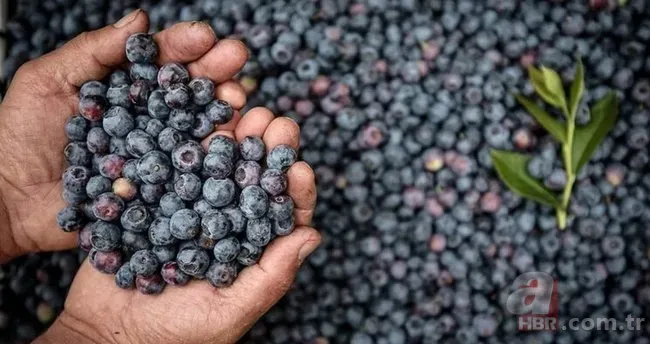 Kilosu 450 TL'den satılıyor! Beyni 10 yaş gençleştiren meyve... 2