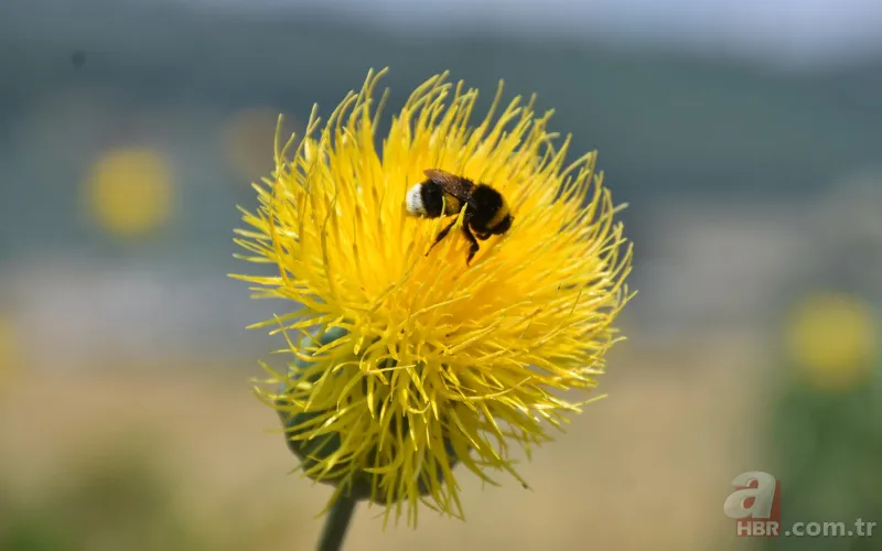 İstanbul'da çok nadir görülüyor! Bu çiçek koparanın elini yakıyor! İşte cezası... 10