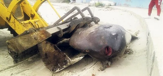 Ay ışığında parlayan dev ölü halde bulundu!