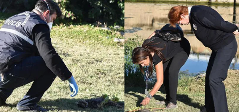 Parkta kedi katliamı