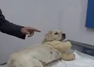 İki bacağı kesilen yavru köpeğe işkence...