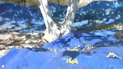 İzmir’de Antep Fıstığı üretimi