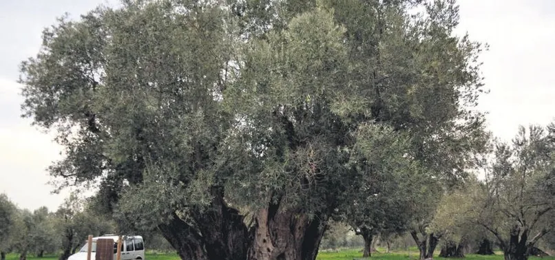 ‘Bu ağaç Hz. İsa ile yaşıt’ iddiası