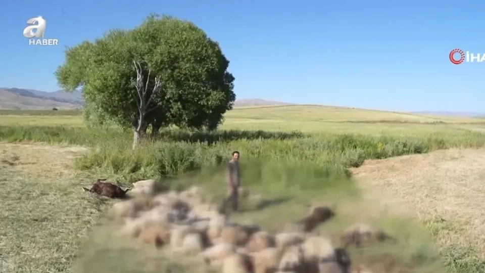 Muş’ta panik yapan 150 koyun telef oldu