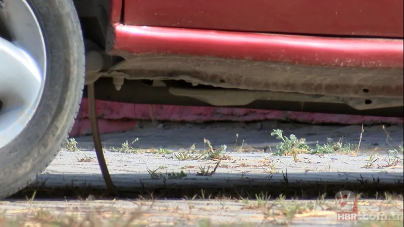 Otomobilde yılan paniği 3