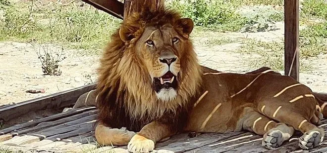 Antalya'da aslan alarmı! Kafesinden kaçtı çiftçiye saldırdı