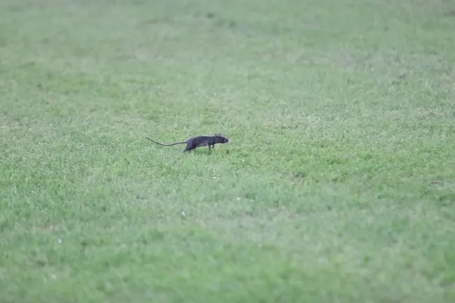 samsunspor-fenerbahce-macinda-sahaya-fare-girdi-futbolcular-sasti-kaldi-1692649950189.jpg Samsunspor – Fenerbahçe maçında sahaya fare girdi! Futbolcular şaştı kaldı - 4