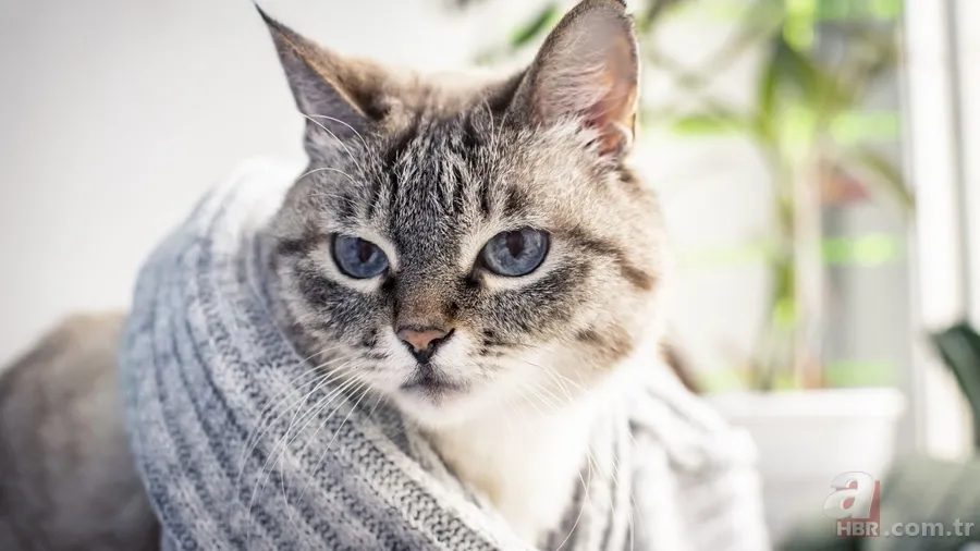 Kediler ve psikolojik etkiler: Şizofreni riskini artırabilir mi? 7