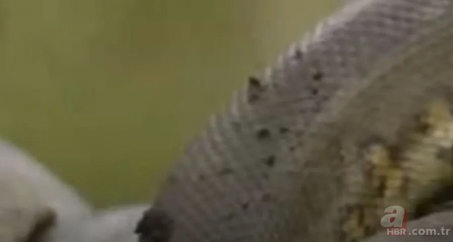 Kral kobra yılanı İngiliz adama saldırdı! Dünyanın en tehlikeli yılanı dinlenen adamı yakaladı 16