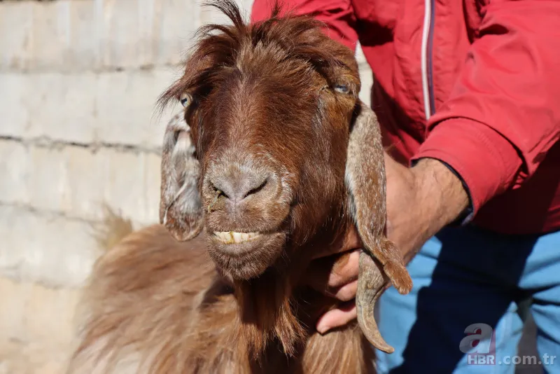 Ahırın kapısını açınca dehşete düştü! 3 gözlü 4 burun delikli buzağıyı görenler inanamadı! Kuyruğunda… 5