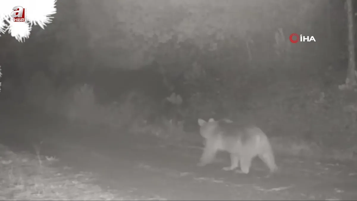Görüntüler Çankırı'dan! Ormanda yiyecek arayan anne ayı ve yavrusu fotokapanda