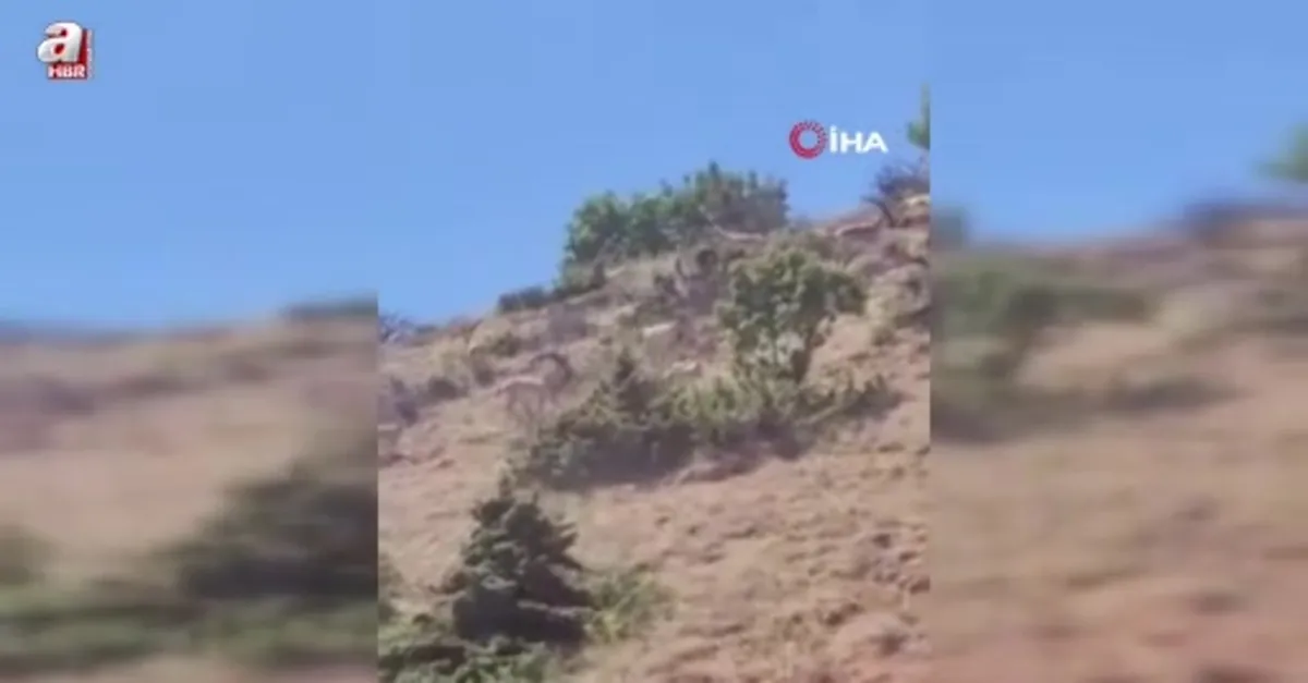 Dağ keçileri sürü halinde görüntülendi