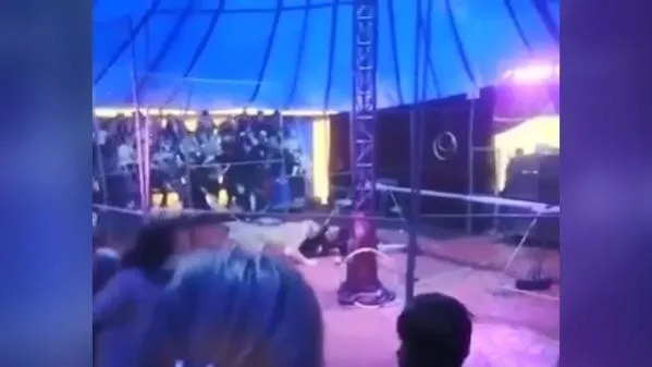 Rusya’da büyük şok! Kaplan sirkte eğitmenine saldırdı - 2