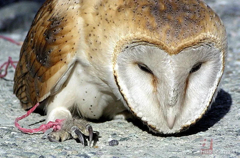 Koronavirüs nedeniyle sokağa çıkmak yasaklanmıştı! Sokakta yıllardır görülmeyen misk kedisi görüntülendi 15