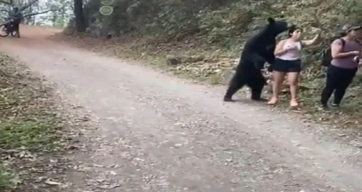 Parkta karşılaştıkları ayı ile selfie çektiler! Nefes kesen görüntüler saniye saniye kamerada
