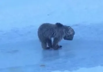Kafasına teneke sıkışan ayıyı kurtaran operatör yaşananları anlattı