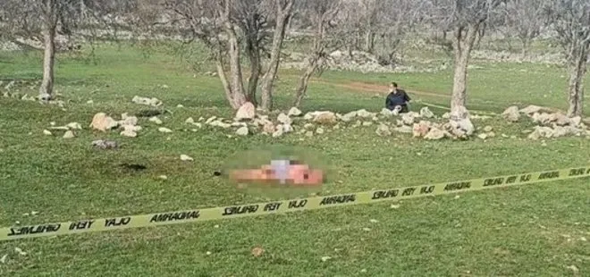 Antalya’da dehşet! Sokak köpekleri yaşlı kadını parçalayarak öldürdü
