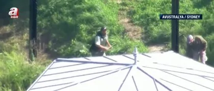 Hayvanat bahçesinde aslan paniği! Aslanlar bir anda kafesten kaçtı... Kimse nasıl olduğunu anlayamadı