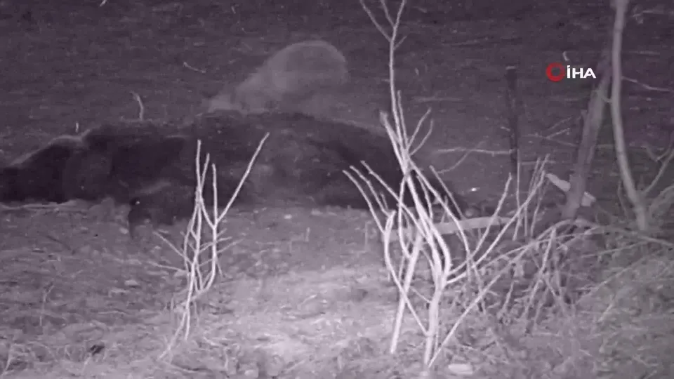 Tilkinin yemeği oldu! Karnını böyle doyurdu