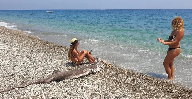 Antalya’da sahile vurdu! Turistler fotoğraf çektirmek için sıraya girdi! Caretta caretta sandılar ama...