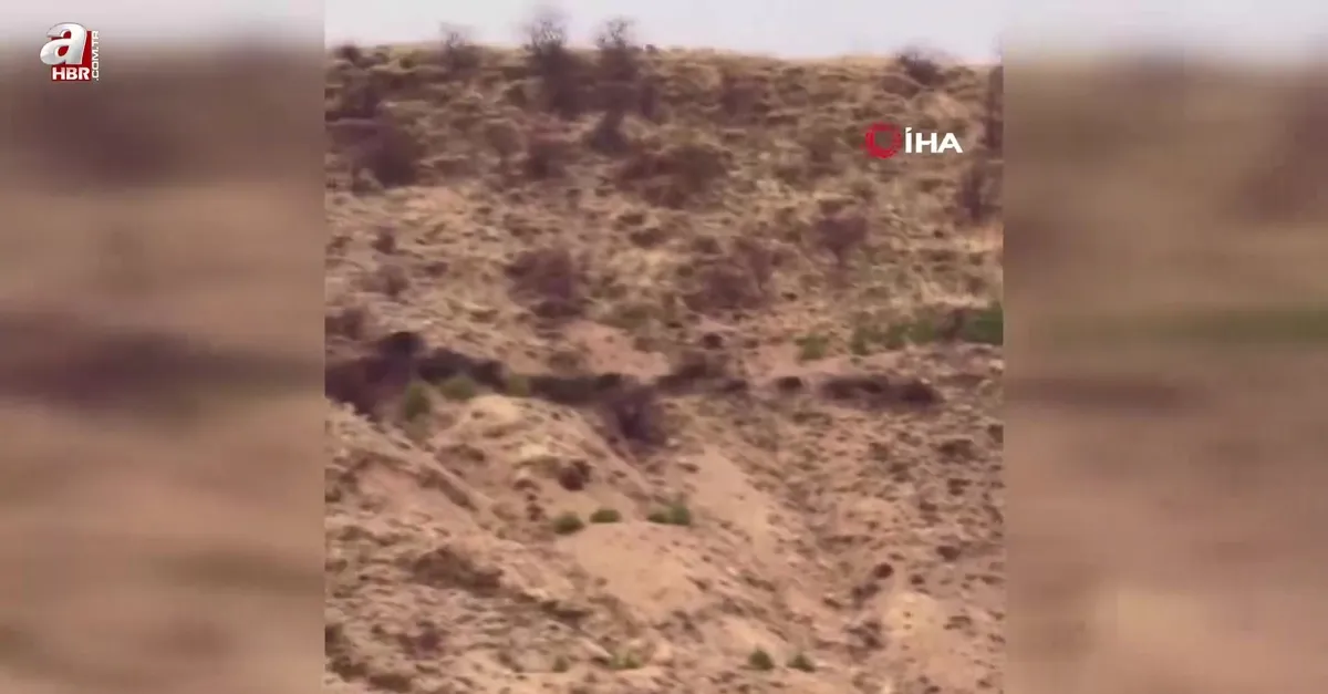 Domuz sürüsü Elazığ'da böyle görüntülendi