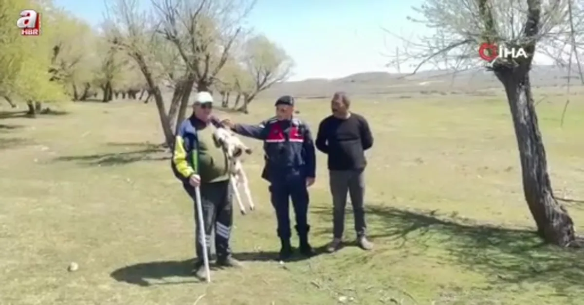 Kayıp küçükbaş hayvanı jandarma buldu