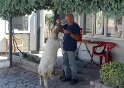 Şanlıurfa'da bekçi ile kuzunun sıra dışı dostluğu: "Benim beşinci çocuğum"