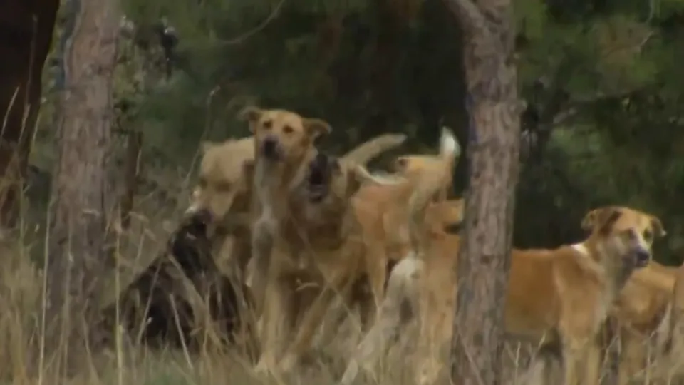 Sokak köpekleri lise öğrencisine saldırdı