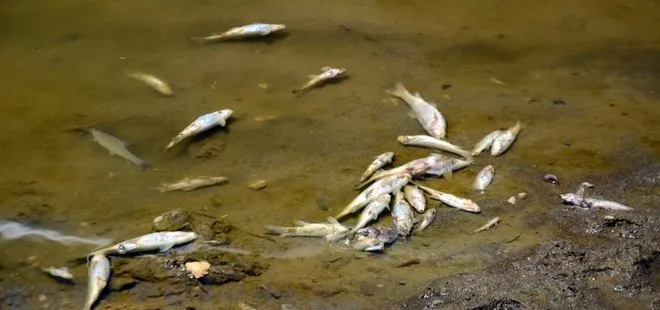 Karasu Nehri’nde korkutan balık ölümleri