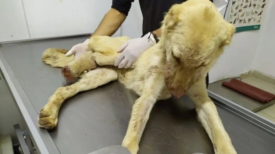 Ayağı kesildi boynuna ip geçirildi! Gaziantep’te 6 aylık köpeğe yapılan işkence pes dedirtti