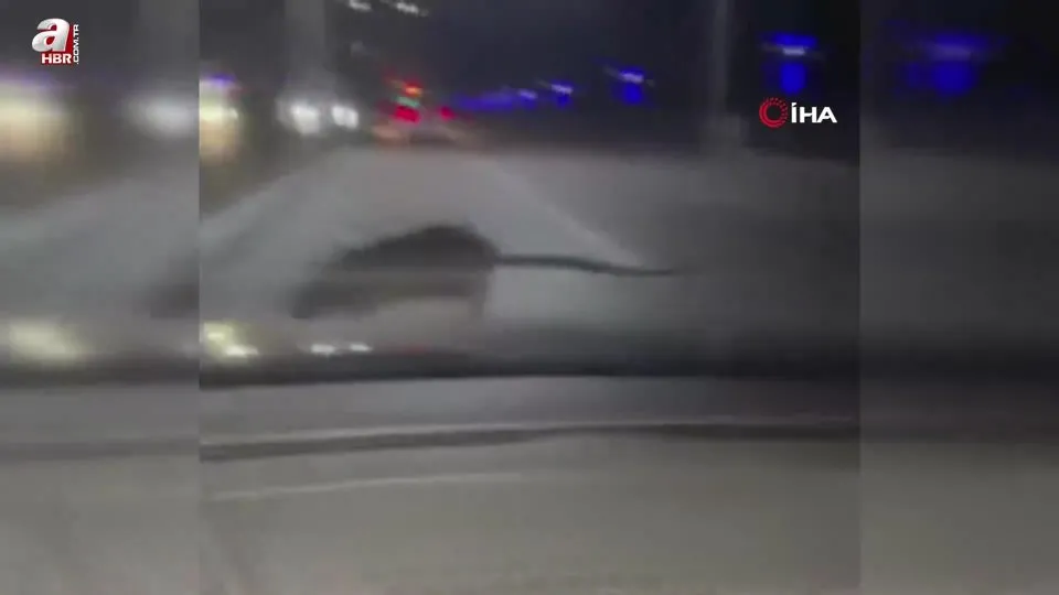 Otomobilde şoke eden görüntü! Seyir halindeyken ön camına fare düştü