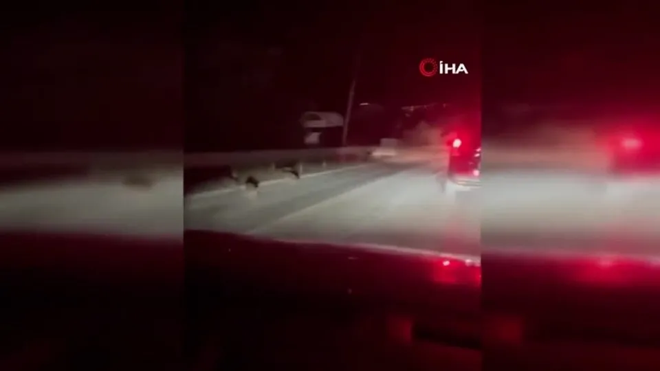 Yalova’da yavru domuzlar kara yoluna indi