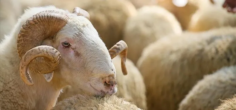 Kurban Bayramı ne zaman, hangi tarihte? Kaç gün tatil? 2023 DİYANET dini günler takvimi