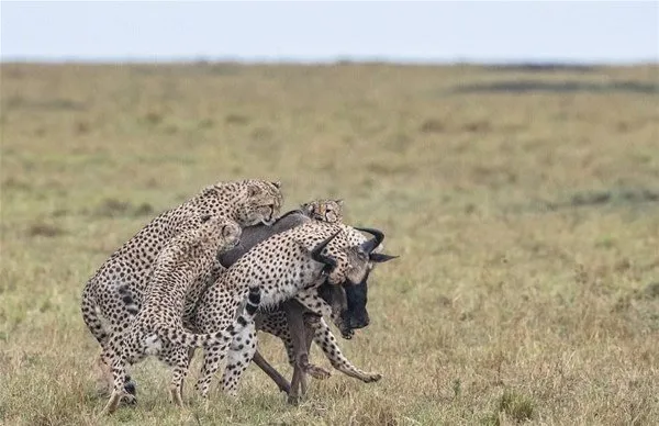 Timsah ve jaguarın karşılaşması nefesleri kesti!