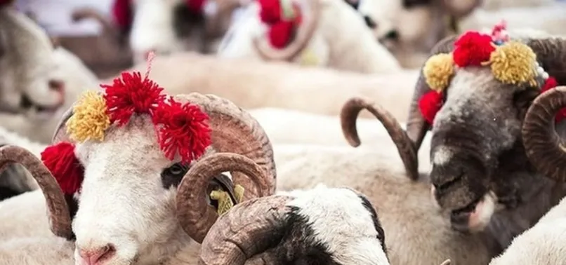 Kurbanlık fiyatları belli oldu mu? 2022 Kurbanlık fiyatları ne kadar, kaç TL? Dana, koç, koyun fiyatları...