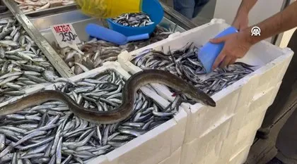 Hamsilerin içinden çıktı hemen satıldı! Nadir görülüyor