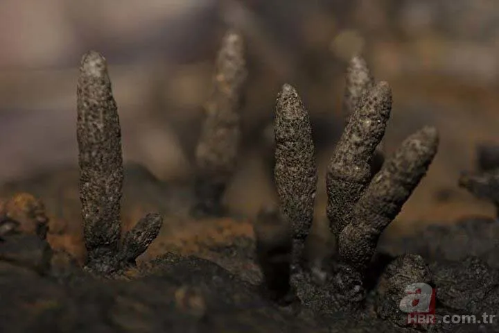 Ormanda yürüyüş yaparken karşısına çıktı! Ölü adamın parmakları kan dondurdu 4