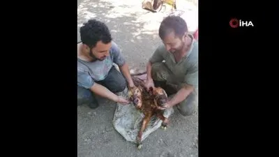 Kastamonu’da çift başlı buzağı doğdu