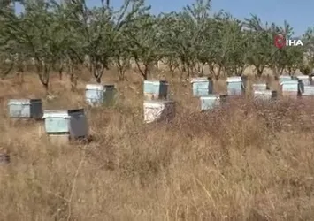 Bozok Yaylası’nda bal hasadı başladı
