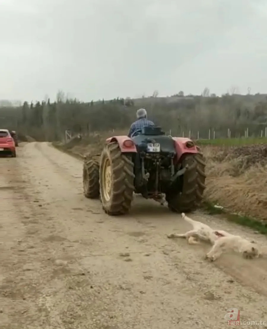 Bursa'da hamile köpeği tüfekle öldürdükten sonra sürükleyen cani serbest bırakıldı 3