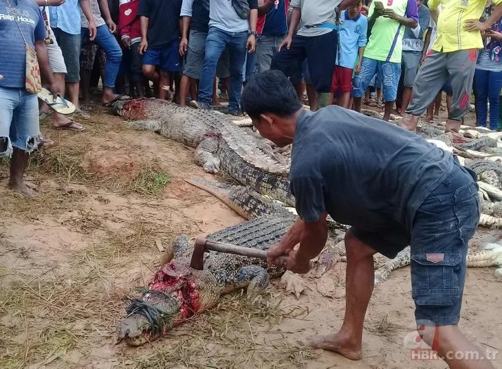 Endonezya’da timsah katliamı! 292 tanesi birden...