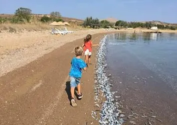 Ölü balıklar Bozcaada sahiline vurdu!