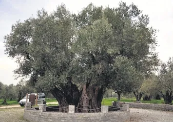 ‘Bu ağaç Hz. İsa ile yaşıt’ iddiası
