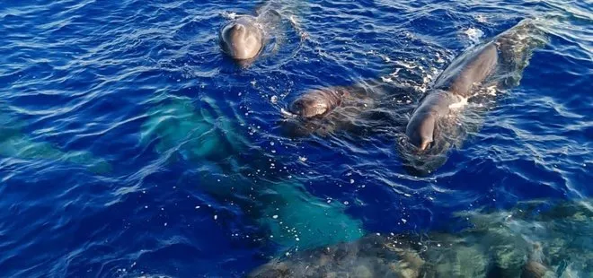 İspermeçet balinalarının hayretler içinde bırakan iletişim becerileri