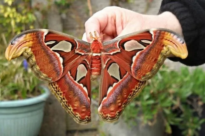 Tıltıl’dan kelebek’e inanılmaz dönüşümler