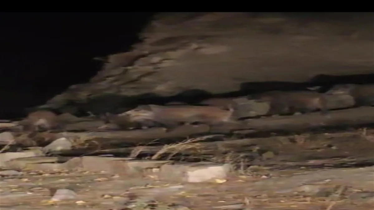 Van'da kırsal mahalleye inen domuz sürüsü görüntülendi